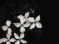 flowers.jpg