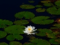 waterlilly.jpg