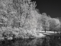 lillypond.jpg