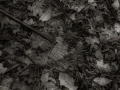 DSCF8295001906