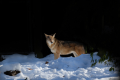 MillbrookZoo3