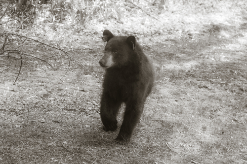 The bear