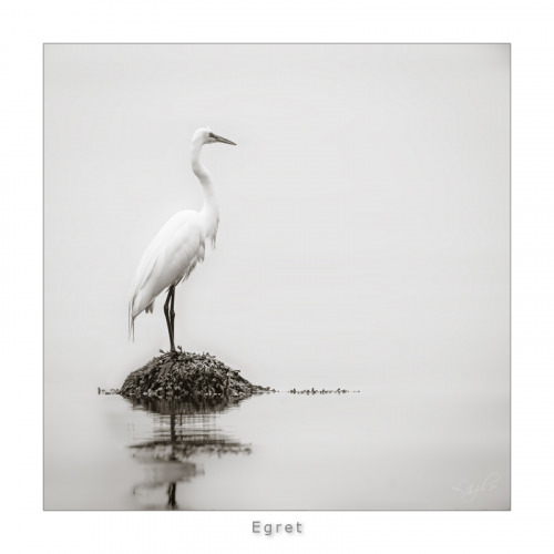 Egret
