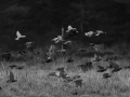 DSCF1008