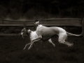 Whippets playing