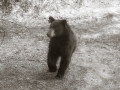 The bear