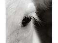 Cow's eye