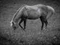 DSCF6634445