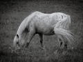 DSCF6640446