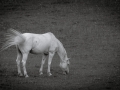 DSCF6653448