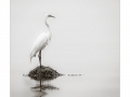 Egret