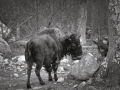 DSC_9692_1_bw