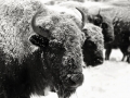 buffalo15_bw