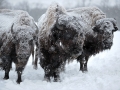 buffalo23