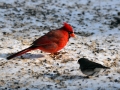 cardinal3