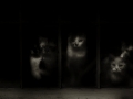 cats1_bw2