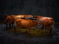 cows9