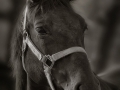 dsc_6510_bw2