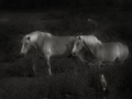 dscf8684
