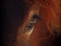 eye