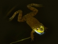 froggy_sdim4427