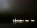 geese13