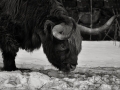 highlander3_bw