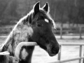 horse16