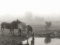 horses_in_the_fog
