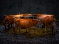 lazlogyorsok_cows