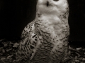 whiteowl