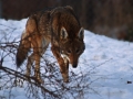 wolf1