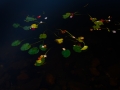dscf0913335