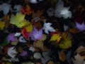 dscf0914336