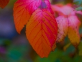 dscf3253339