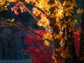 dscf3308341