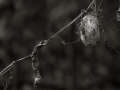 dscf506813