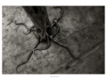 rootsdscf1752