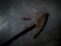 whaling_sdim0122