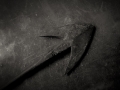 whaling_sdim0122_bw