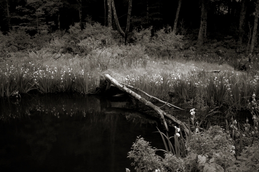 sdim2746