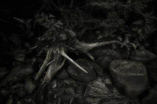 root_dsc_7847_bw1