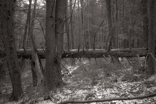 backwoods_sdim1662-2