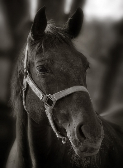 dsc_6510_bw2