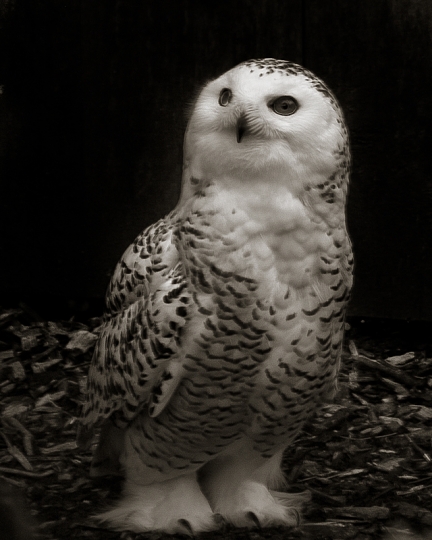 whiteowl