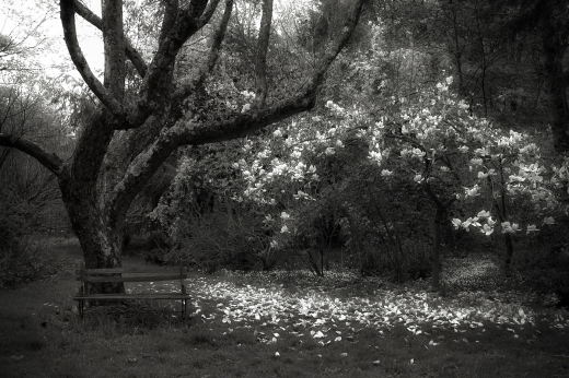 sdim2053_bw1