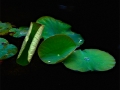 image11