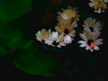 image13