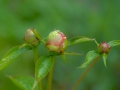 sdim0384