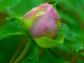 sdim0385